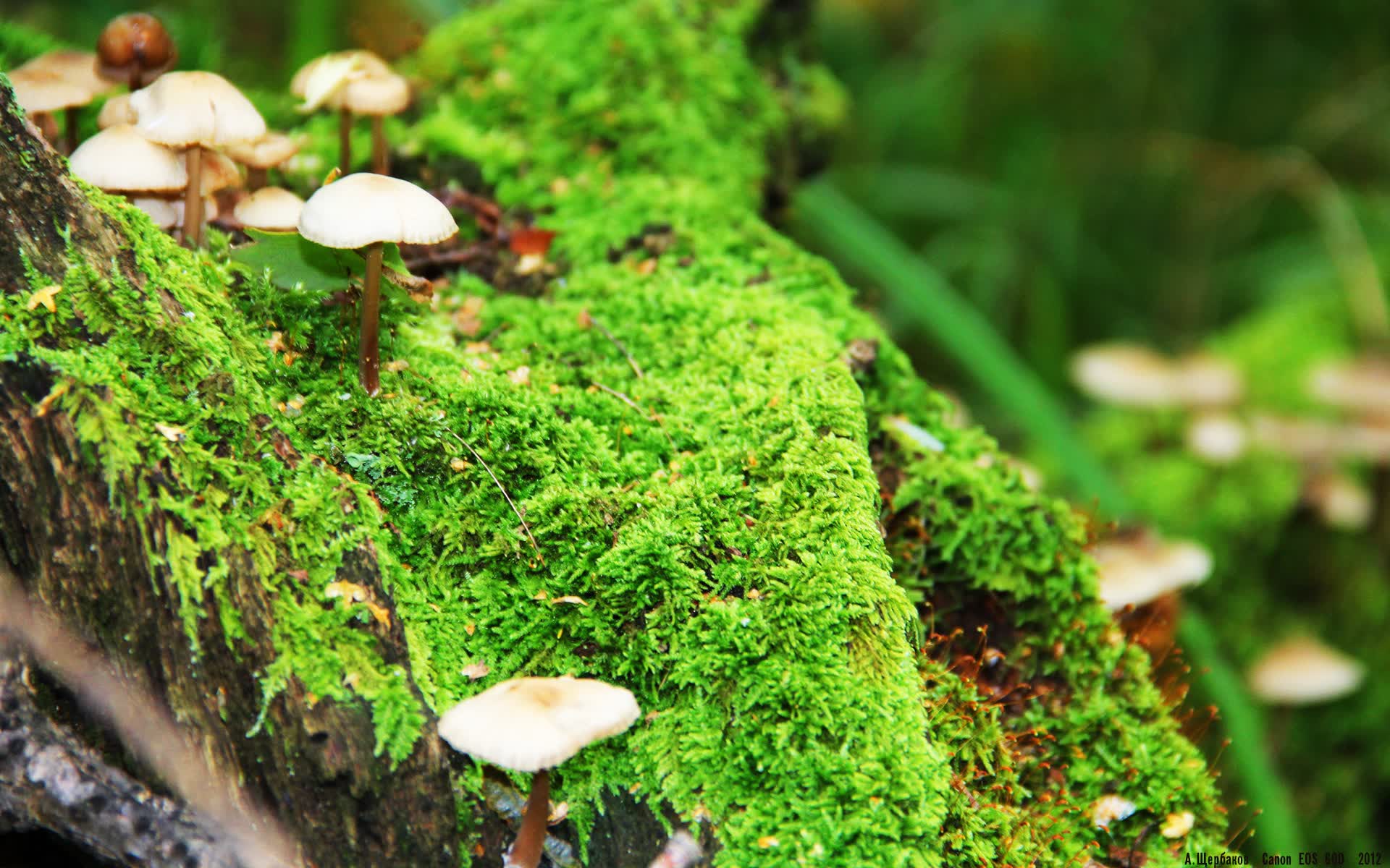 世界登山青年导师生态课堂示范校第10批名单公布,世界登山家